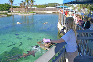 Florida Oceanographic Coastal Center. See sharks, sea turtles, feed stingrays, viewing aquariums and more! 